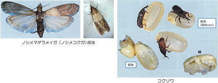 お米に発生してしまう害虫